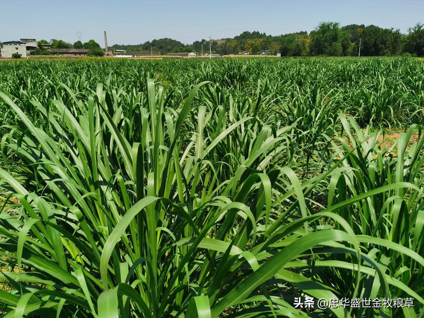 忠華盛世金牧糧草(cǎo)之：朝鮮科學(xué)院專家和(hé)外務省領導親臨公司